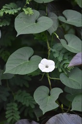 Ipomea obscura - CONVOLVULACEAE - EE