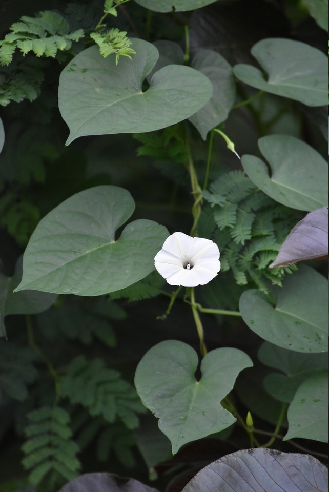 Ipomea obscura - CONVOLVULACEAE - EE