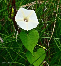 Ipomoea obscura. ipomée obscure.convolvulaceae.espèce envahissante. P1025705