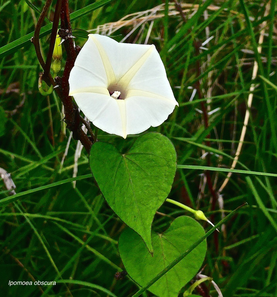 Ipomoea obscura. ipomée obscure.convolvulaceae.espèce envahissante. P1025705