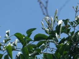 Jasminum fluminense (1)