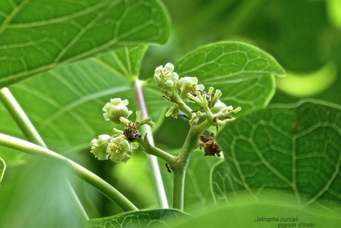 Jatropha curcas .pignon d'Inde.(inflorescence ) euphorbiaceae.P1025568