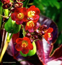 Jatropha gossypiifolia. faux ricin.médicinier rouge .euphorbiaceae.espèce envahissante .P1025528