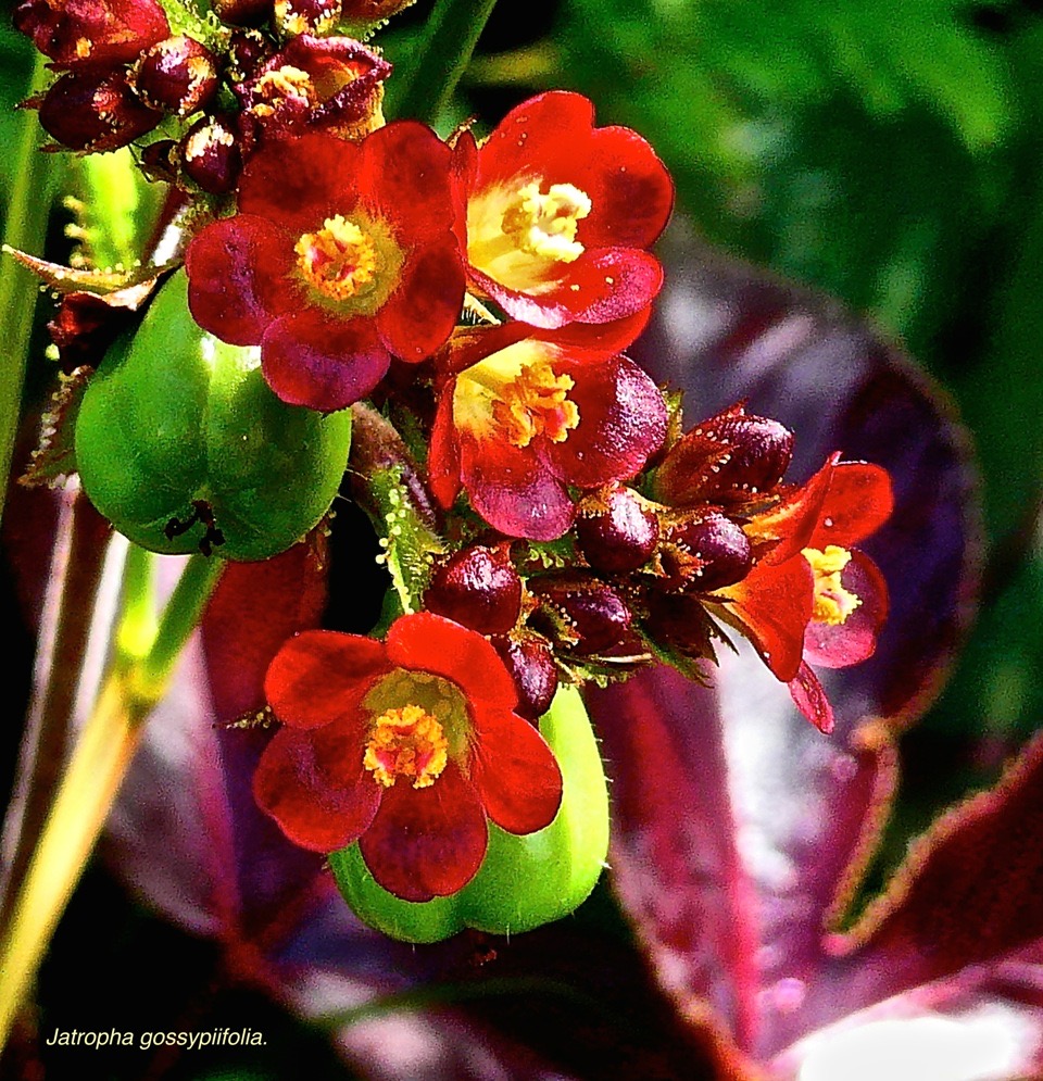 Jatropha gossypiifolia. faux ricin.médicinier rouge .euphorbiaceae.espèce envahissante .P1025528