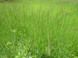 La savane en saison des pluies