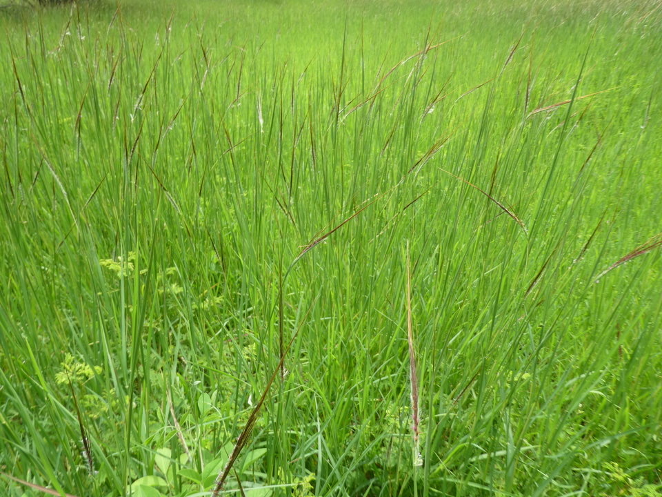 La savane en saison des pluies