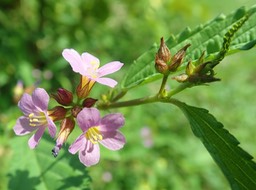 Melochia pyramidata (1)
