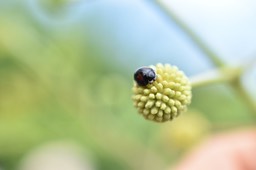 Olla v. nigrum - coccinelle sur cassis - COCCINELLIDAE - Exotique