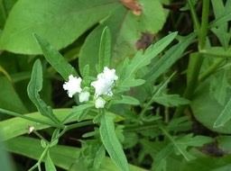 Parthenium hysterophorus - Camomille z'oiseaux - ASTERACEAE - EE