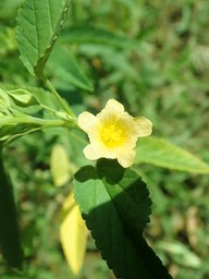 Sida cordifolia