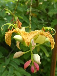 Tamarindus indica - Tamarin - FABACEAE - Afrique de l'est
