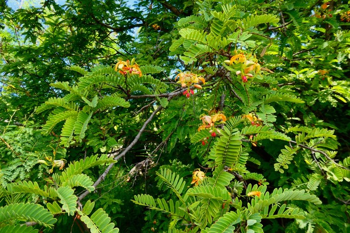 Tamarindus indica.tamarinier.fabaceae.P1025682