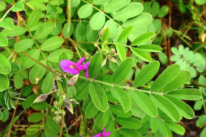 Tephrosia purpurea.tephrosie pourpre .lentille marron.indigo rouge.fabaceae.P1025837