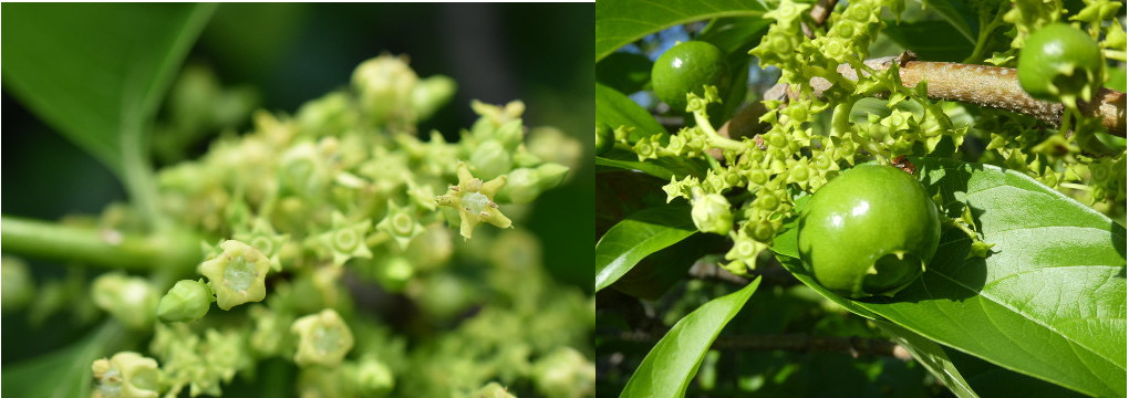 Vangueria madagascariensis - Vavangue - RUBIACEAE - Afrique, Madagascar