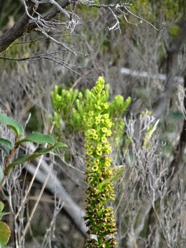 Benthamia latifolia - ORCHIDOIDEAE - Indigène Réunion