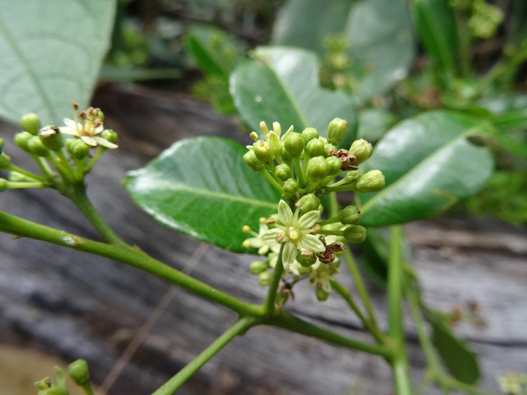 Fleurs de liane patte poule - Toddalia asiatica - RUTACEAE - Indigène Réunion