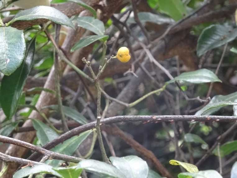 Fruit mûr de liane patte poule - Toddalia asiatica - RUTACEAE - Indigène Réunion