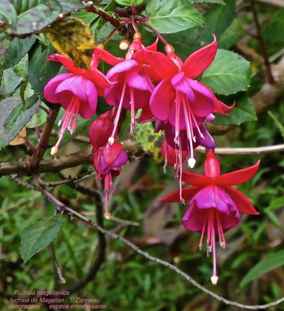 Fuchsia magellanica .fuchsia de Magellan .Ti Zanneau . onagraceae . espèce envahissante .P1560330