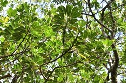 Gros patte poule - Melicope obtusifolia - RUTACEAE - Endémique Réunion, Maurice