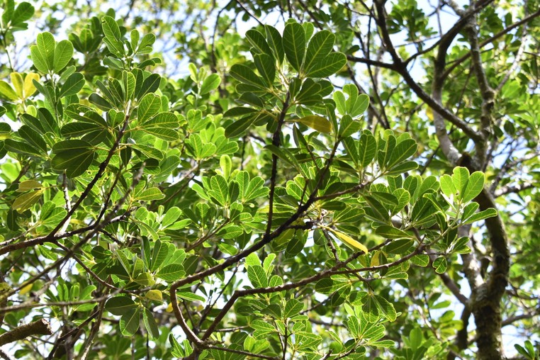 Gros patte poule - Melicope obtusifolia - RUTACEAE - Endémique Réunion, Maurice