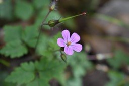 Herbe tangue - Geranium robertianum - GERANIACEAE - EE