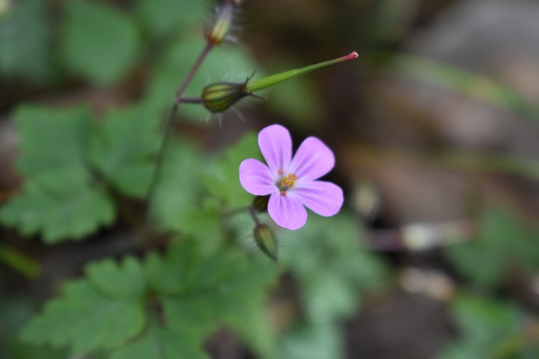Herbe tangue - Geranium robertianum - GERANIACEAE - EE