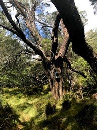 IMG_4299