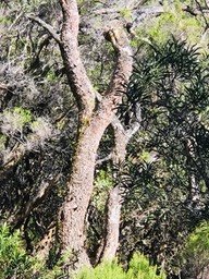 IMG_E4267