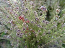 Thym marron - Erica galioides - ERICACEAE - Endémique Réunion