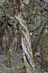 Torturés de la forêt