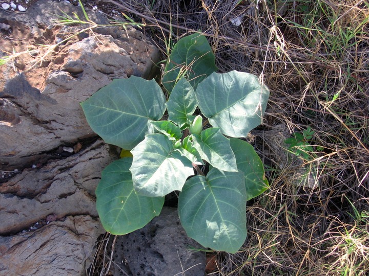 28 Datura inoxia Herbe à Sitarane SOLANACEE C. Am.  IMG_0223