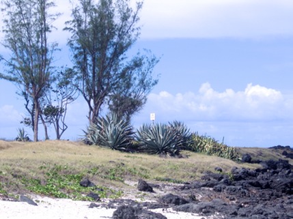 36 Furcraea foetida Choca vert ASPARAGACEE Am. centrale, Antilles IMG 0224