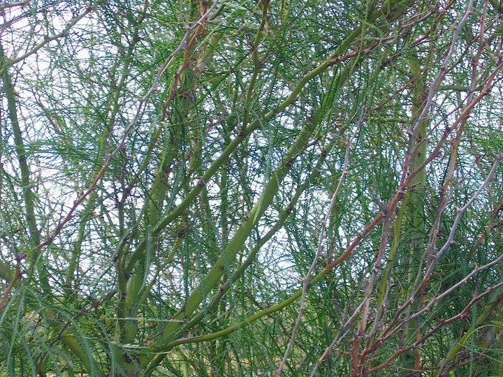 55 Parkinsonia aculeata Quatre épingles FABACEE N Am. IMG_0230