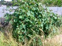 Gossypium sp.  Coton MALVACEE Exotique IMG_0221 