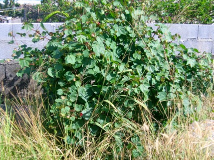 Gossypium sp.  Coton MALVACEE Exotique IMG 0221 