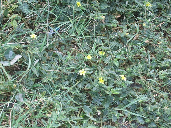 79	Tribulus cistoides	Pagode	ZYGOPHYLLACEE	E et NE Afr., Madagascar, Cap Vert, Am
Tribulus cistoides
Pagode
ZYGOPHYLLACEE
E et NE Afr., Madagascar, Cap Vert, Am IMG_0228