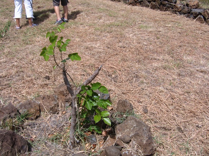 61 Pongamia pinnata Pongame FABACEE Asie tropicale, Pacifique IMG_0238