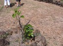 61 Pongamia pinnata Pongame FABACEE Asie tropicale, Pacifique IMG_0238