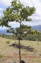 sl- Benjoin - Terminalia Bentzoe- Combretacée