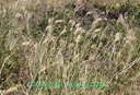 sl- Chloris barbata- Poacée -Cosmopolite