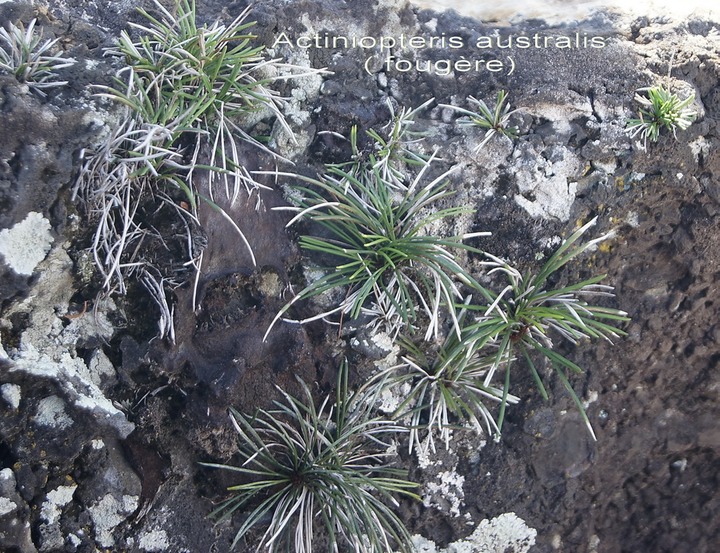sl- Actiniopteris australis- A diantacée- Réunion, Maurice