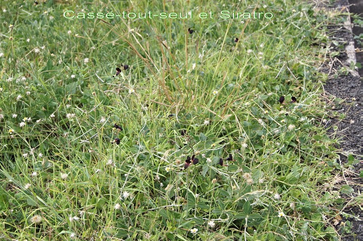 sl- Casse tout seul - tridax precumbens - Asteracée et Siratro- Macroptilium atropurpureum- Fabacée