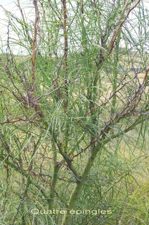 sl- Quatre pingles - Parkinsonia  aculeata- Fabacée -Amérique N