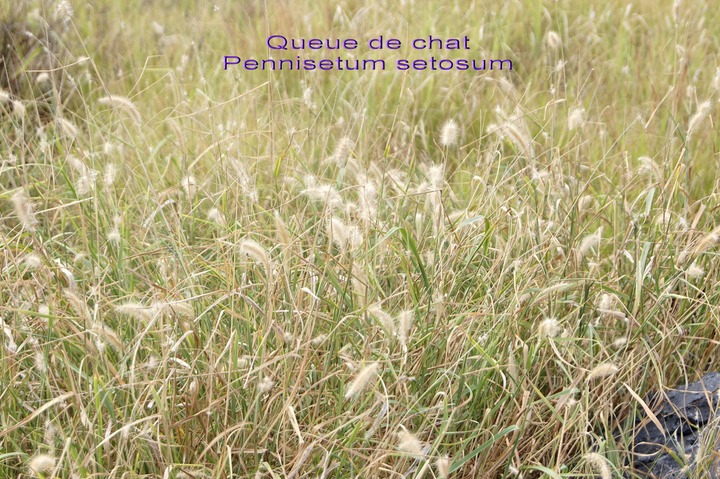 sl- Queue de chat- Pennisetum setosum- Poacée -
