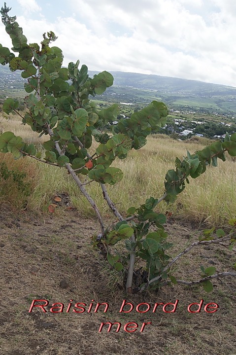 sl- Raisin bord de mer- Cocco loba uvifera- Polygonacée-