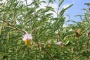 Sl-Kk - Dichrostachys cinere a- Fabacée- Afr- Australie