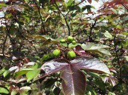 img_9033_med