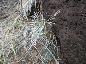 Actiniopteris semiflabellata - Fougère latanier - PTERIDACEAE - Indigène de La Réunion 