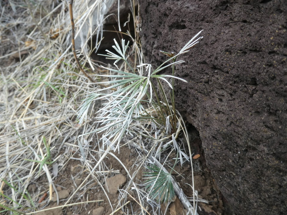 Actiniopteris semiflabellata - Fougère latanier - PTERIDACEAE - Indigène de La Réunion 