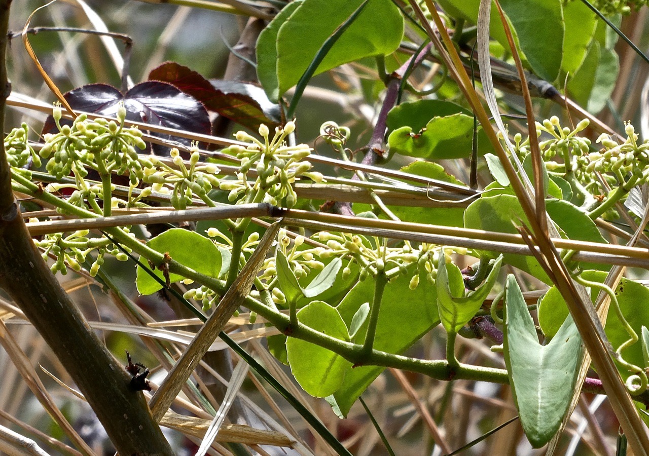 Cissus rotundifolia. liane de boeuf.cisse à feuilles rondes .vitaceae.P1022980